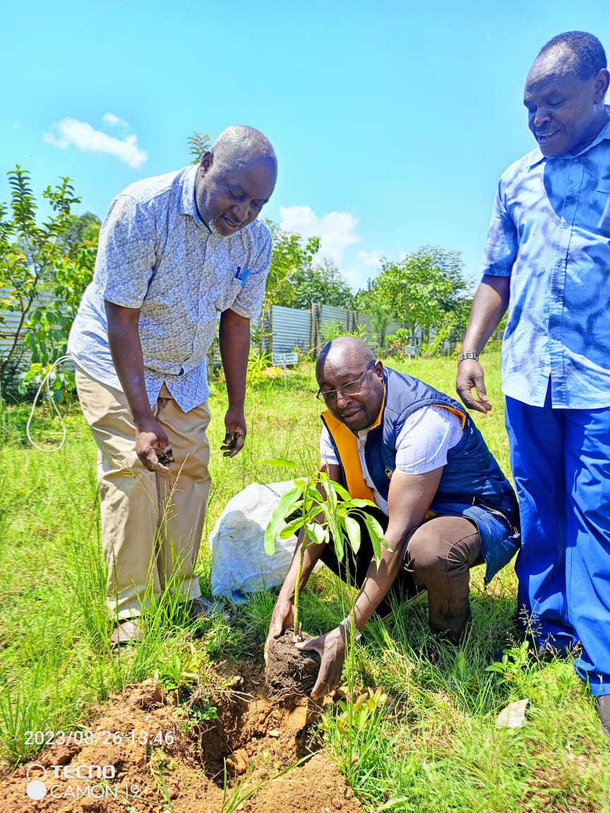 Guests planting trees at Ambururu